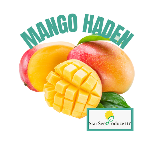 Mangoes, Haden (ripe)