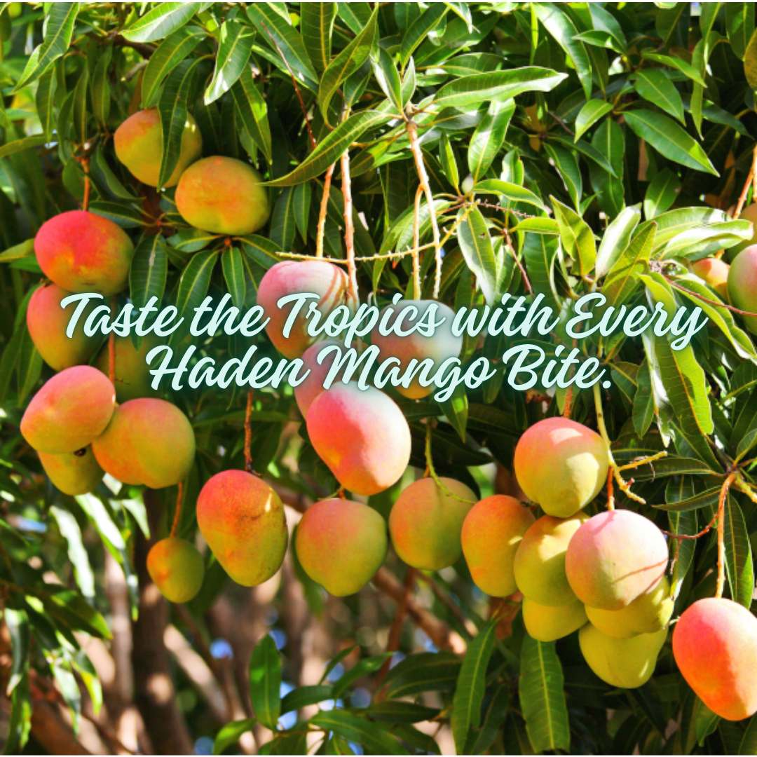 Mangoes, Haden (ripe)
