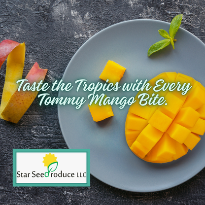 Mangoes - Tommy Atkins